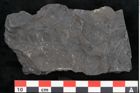 Foto (Detailansicht) von Callipteris sp.  (NHMW-GEO-2024-0188-10919)